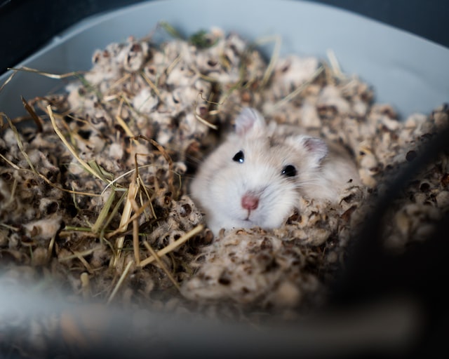 A hamster in sawdust