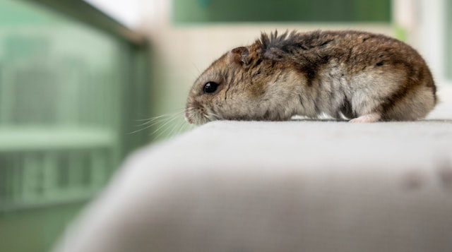 A hamster is sitting on a gray sofa