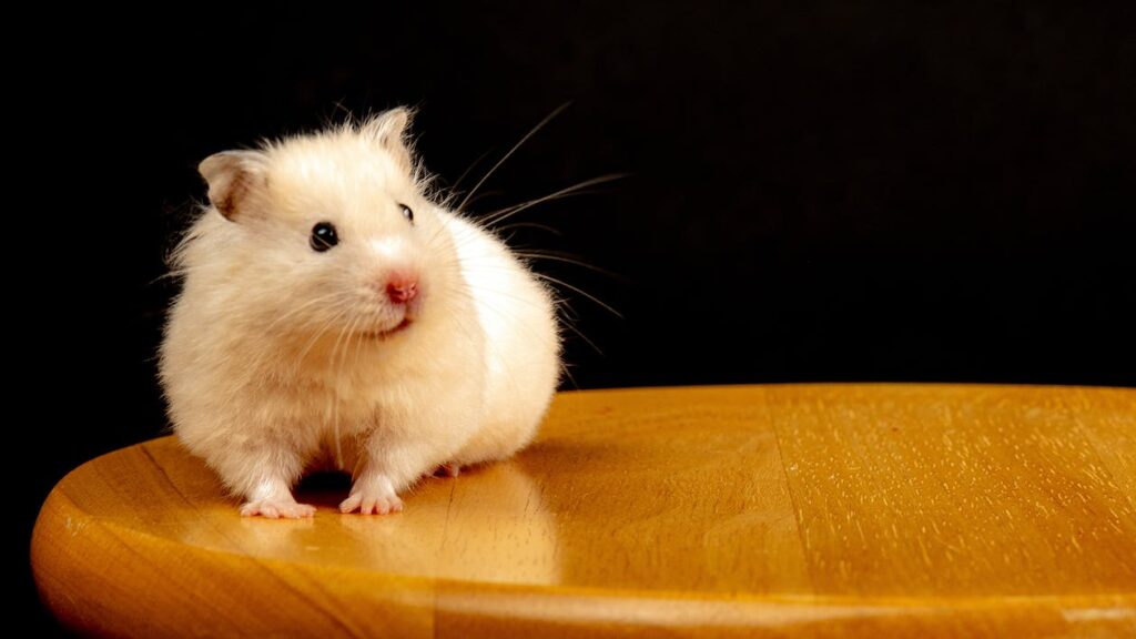 A white hamster sits on a wooden chair