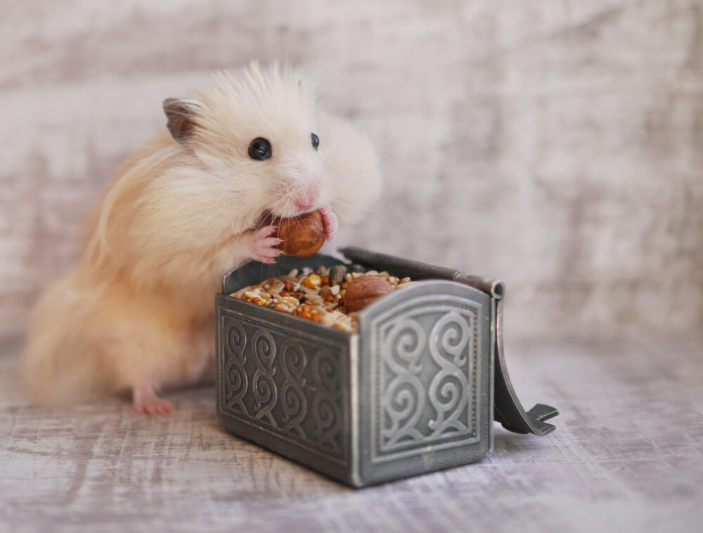 Beige hamster eating nuts from chest