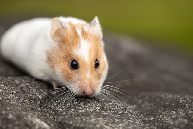 Close Up Photo of Adorable Hamster