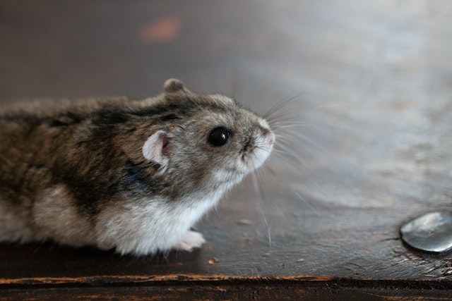 Close-Up Shot of a Hamster
