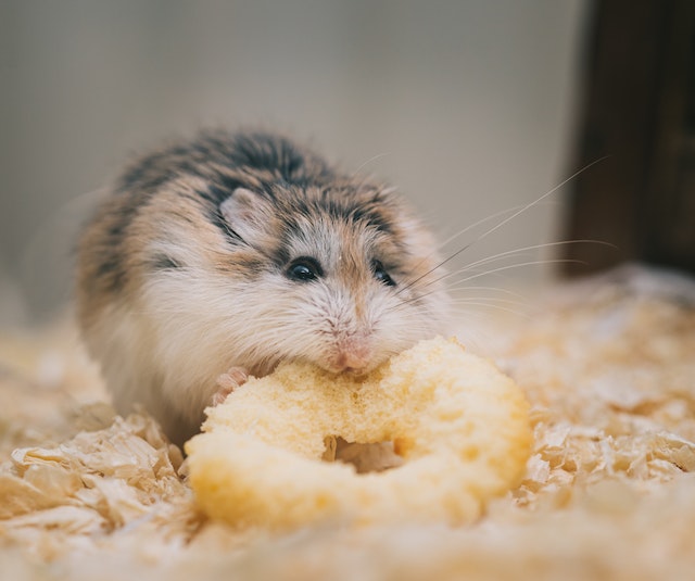 Cute Hamster Enjoying Tasty Treat