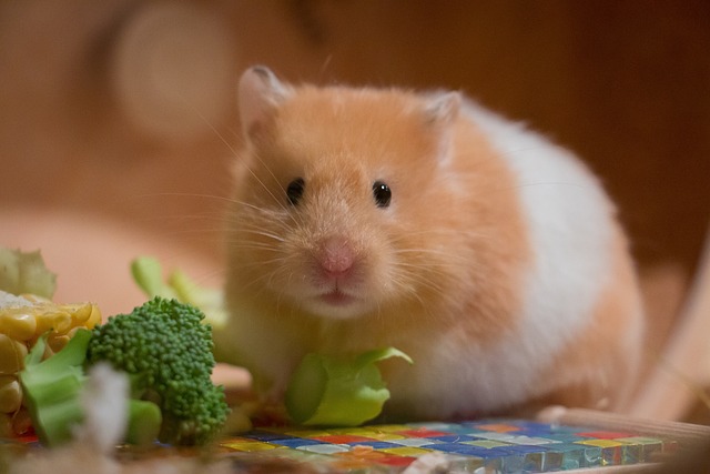 Cute Small Portrait Golden Hamster Medium-Hamster