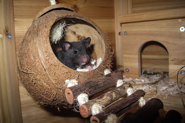 Hamster Coconut Sleep Nest Relax Animal Wildlife