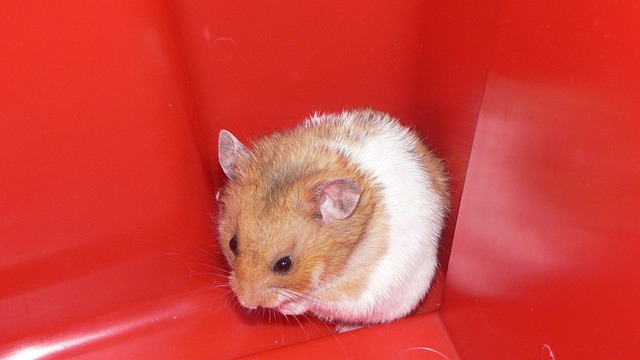 Hamster Pet Domestic Rodent Mouse Small Funny