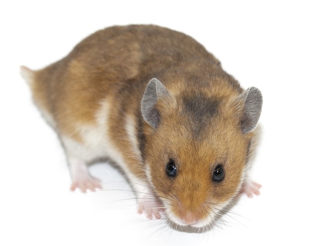 Hamster Rodent Animal Pet Rodents Mammal Cute