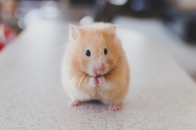 Hamster Standing