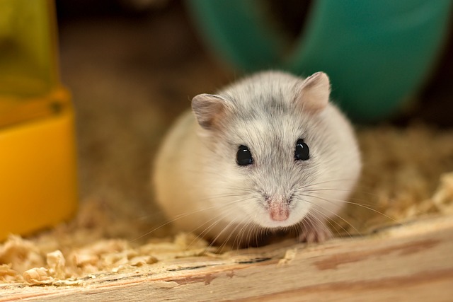 Hamster White Cute Pet Animal Fur Domestic Furry