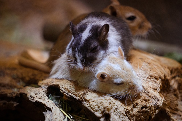 Mice Gerbils Animals Sleeping Lying Mammal
