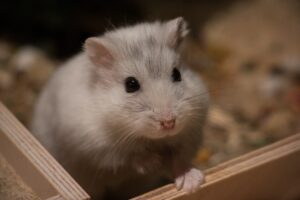 how to tell if a hamster is pregnant