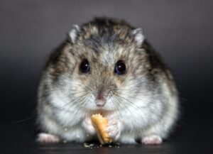 How Long Can A Hamster Go Without Food