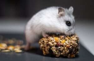 how much is hamster food