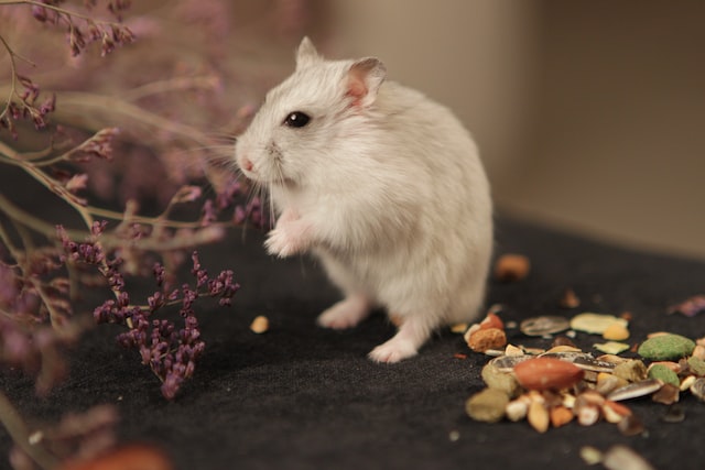 white Hamster Standing